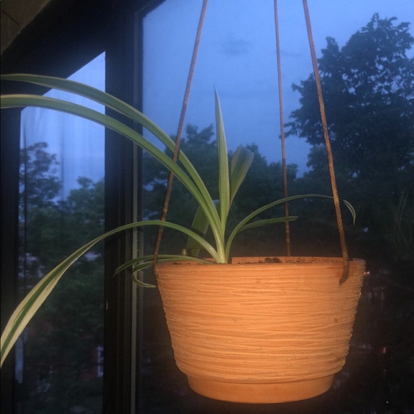 Meet your Posher, Hope - Picture 1 of 1